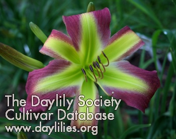 Daylily Pea Green with Envy
